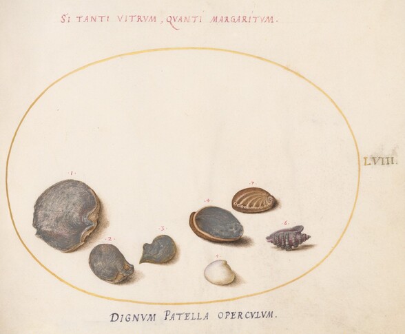 Plate 58: Shells, including Abalone(?)
