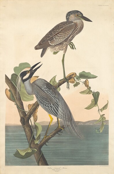 Yellow-crowned Heron