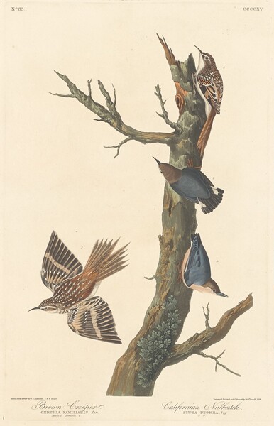 Brown Creeper and Californian Nuthatch