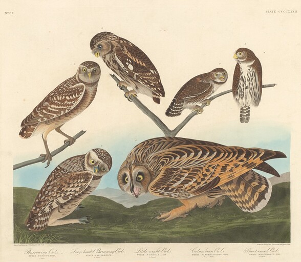 Burrowing Owl, Large-Headed Burrowing Owl andLittle Night Owl