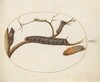 Plate 60: Leafy Spurge Hawkmoth Caterpillar, Pupae, and Other Caterpillars