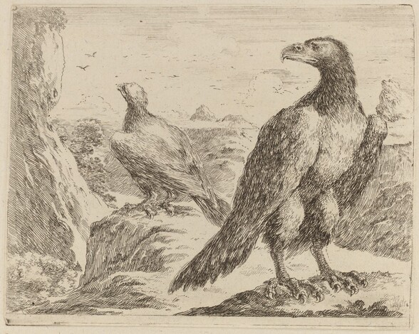 Two Eagles, Both with Heads Turned to the Left