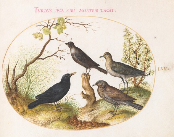 Plate 65: Blackbird, Starling(?), and Other Birds