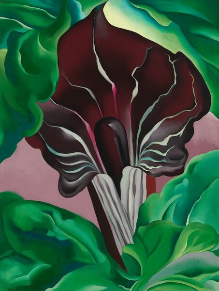 A close-up view of a deep plum-purple jack-in-the-pulpit flower surrounded by emerald-green leaves fills this vertical painting. The flower is narrow at its base, where it is striped with white and pale lilac purple, and it flares open like a trumpet in the top half of this composition. The unfurled petal is streaked with wavy white and magenta-pink veins around a deep purple tube-like stalk emerging from inside the base. Leaves in spring and kelly green billow up around the base of the flower along the bottom of the canvas, and more leaves surround the top of the flower. The area behind the pointed, curling tip of the flower glows with a lemon-lime yellow. The space around the flower and bewteen the green leaves is mauve pink.