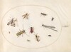 Plate 64: Eleven Insects, Including a Dragonfly and Longhorn Beetle