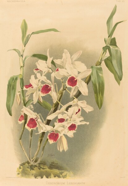 Dendrobium Leechianum