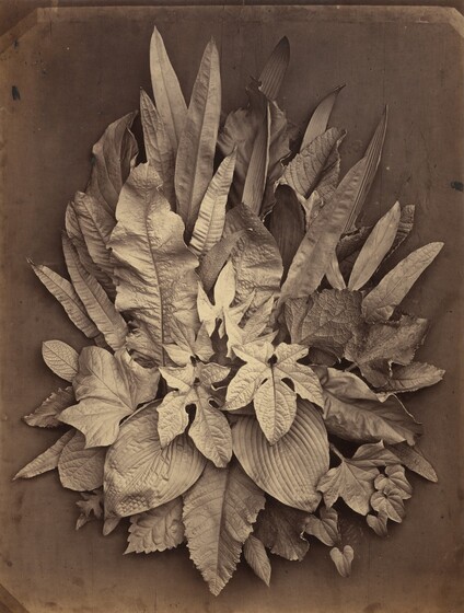 Charles Aubry, Untitled (A Study of Leaves), 18641864