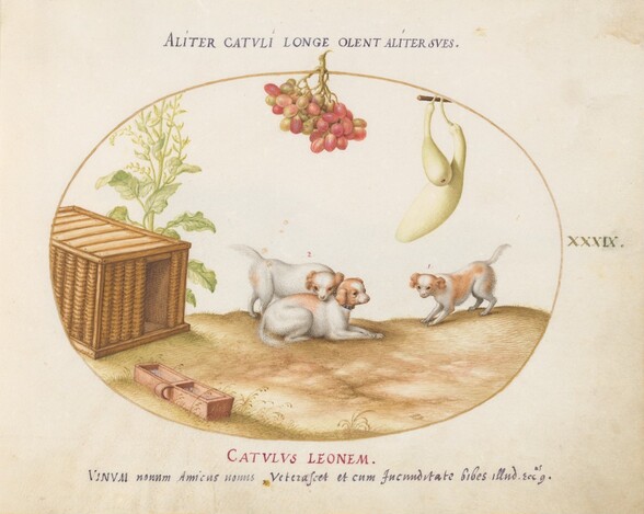 Plate 39: Three Puppies with a Crate and a Bunch of Grapes