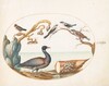 Plate 28: Barnacle Goose with Shrikes and Other Birds