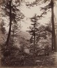 Cliff View, Through the Trees