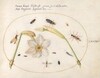 Plate 74: Insects with White Daffodils