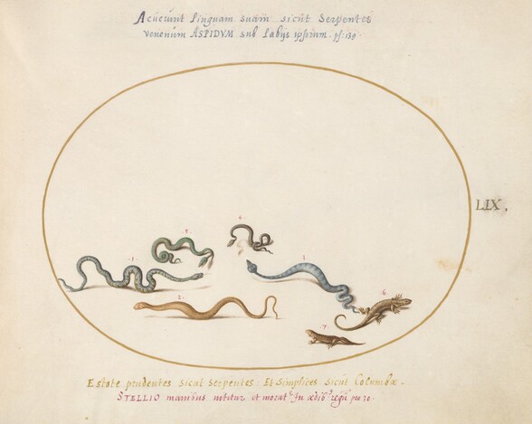 Plate 59: Snakes and a Lizard
