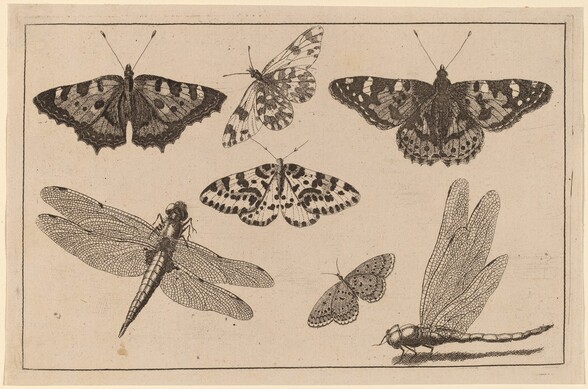 Two Dragonflies and Five Butterflies