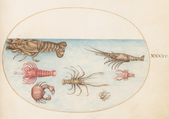 Plate 45: Lobster, Squilla Mantis, and Other Crustaceans