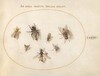 Plate 68: Seven Bees and Flies