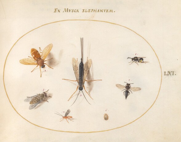 Plate 61: Seven Insects, Including Flies