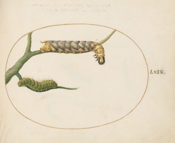 Plate 69: Emperor Moth Caterpillar with a Second Caterpillar on a Branch