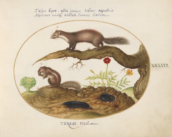Plate 46: Stone Martin, Chimpmunk, and Moles with a Marigold and Lettuce