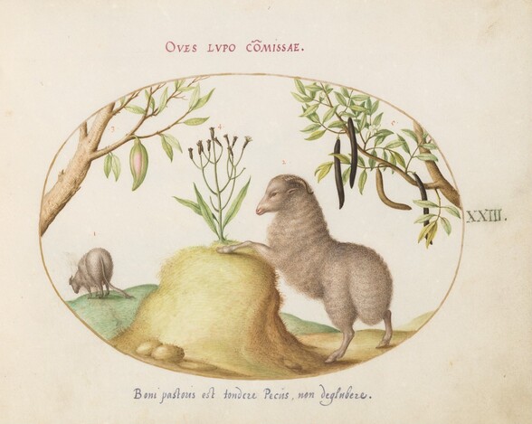 Plate 23: A Fat-Tailed Sheep, a Sheep with a Long Tail, a Cassia purgatrix,and Other Plants
