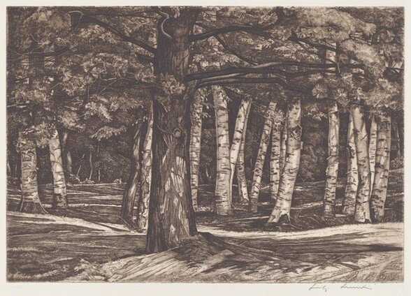 Pine in the Birches