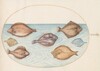 Plate 34: Seven Flatfish