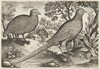 Guinea Fowl and Pheasant