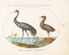 Plate 15: Common Crane and Bittern(?)