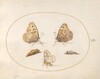 Plate 15: Grayling Butterfly, Magpie Moth, and Two Chrysalides