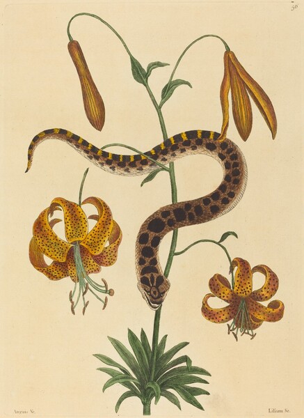 The Hog-nose Snake (Boa contortrix)