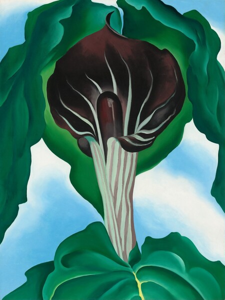 The curling, flaring petal of a jack-in-the-pulpit blossom wrapping around a vertical, elongated core nearly fills this vertical painting. The flower rises from a narrow base and is veined with white against dark, maroon red. It unfurls to reveal the deep maroon stamen within. Spring-green leaves span the lower edge of the composition, beneath the flower, and billow around the blossom, across the top of the painting. A soft blue and white background recalls clouds in a bright sky.