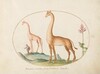 Plate 2: Two Giraffes with an Attendant