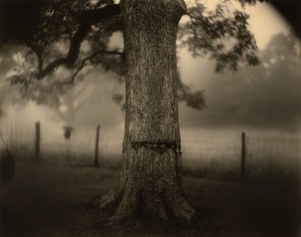 A tree trunk spanning the height of this horizontal photograph is scarred across its middle with a long, dark gash near its roots. The image is monochromatic like a black and white photograph but the white has a warm, almost golden ivory glow. The details of the trunk are crisp, in focus, while the wire fence, field, and trees in the background are blurry. The tree’s branches dip into the scene from the top edge of the photograph, and they are also out of focus. The top corners of the view are rounded, and filled in with black.