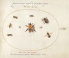 Plate 69: Nine Bees and Other Insects