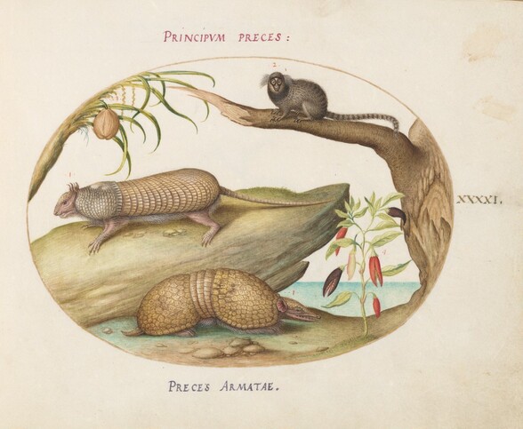 Plate 41: Two Types of Armadillos with a Marmoset, a Coconut Palm, and a Pepper Plant