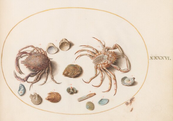 Plate 46: Two Crabs with Seashells