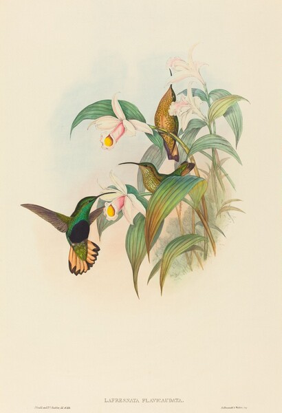 Lafresnaya flavicaudata (Buff-tailed Velvet-breast)