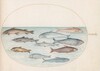 Plate 41: Whitefish(?) and Other Fish