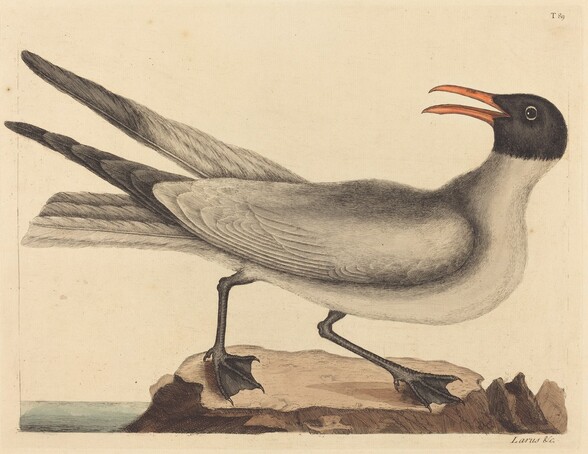The Laughing Gull (Larus articilla)
