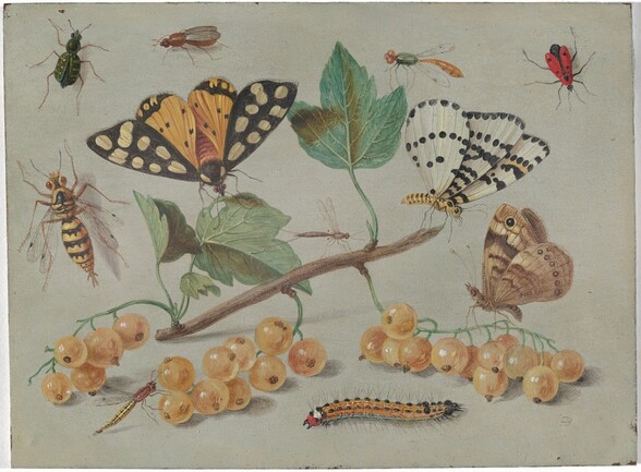 A butterfly, moths, and insects alight on or around a twig with green leaves and straw-yellow berries in this horizontal painting. The background is putty gray, and the objects and insects cast pale shadows to our right. The twig angles slightly upward from left to right in the center of the composition. Wide green leaves sprout from its top edge and three clusters of gleaming berries rest along the table closer to us. A butterfly perches on a leaf to the left on the twig, its wings spread and the antennae touching the leaf. The edges of the wings are charcoal grey with tan spots, and closer to its body, the wings are gold, dotted with black. A bug with a narrow brown body and nearly translucent wings sits near the center of the branch, and a moth perches on the broken end of the twig to our right. The moth’s wings are closed above its body. Its body is striped with yellow and black, and the white wings have black dots. Another moth, with its tan wings also closed, sits on a sprig of berries near the lower right corner of the painting. There are two more insects with spindly bodies and thin, narrow wings, one on a stem of branches near the lower left corner, and one on a green leaf near the upper right. More insects rest on the gray surface around the twig and berries. Along the bottom edge of the painting is a caterpillar with a golden yellow body with black spots, and a red face. Clustered near the top left corner, around the butterfly, are a brick-red bug with closed, sheer wings and six legs, a dark green insect also with six legs and yellow bands on its body, and an insect like a yellow jacket. At the top right is an elongated ladybug.