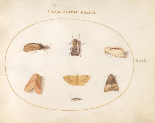 Plate 31: Seven Moths