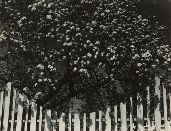White Blossoms and Fence, Woodstock, New York