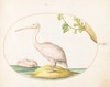 Plate 22: Two White Pelicans with a Sycamore Fig
