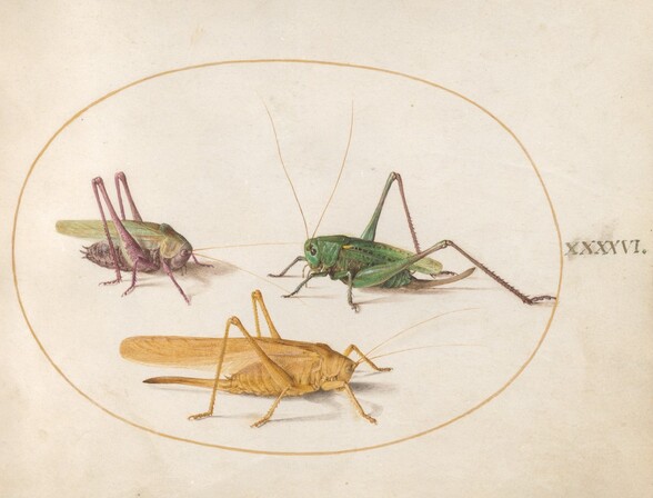 Plate 46: Three Grasshoppers