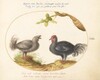 Plate 13: Two Curly Gray Chickens