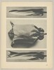 a u. c Convolvulus sepium; b Campanula medium