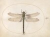 Plate 53: Southern Hawker Dragonfly