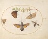 Plate 23: Hummingbird Hawk Moth, Butterflies, and Other Insects around a Snowberry Sprig