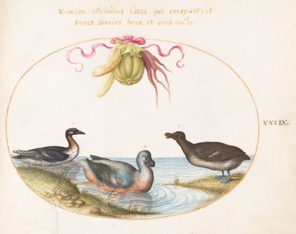 Plate 39: Three Waterfowl, One with Blue Feet, Beneath a Garland of Produce