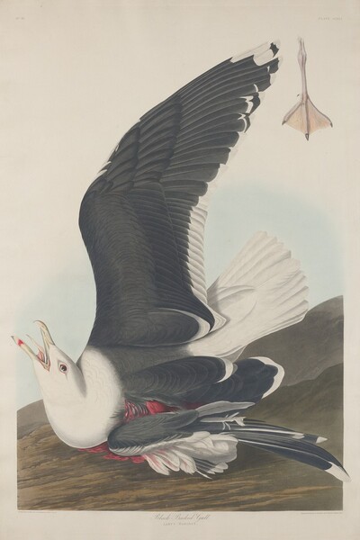Black-Backed Gull