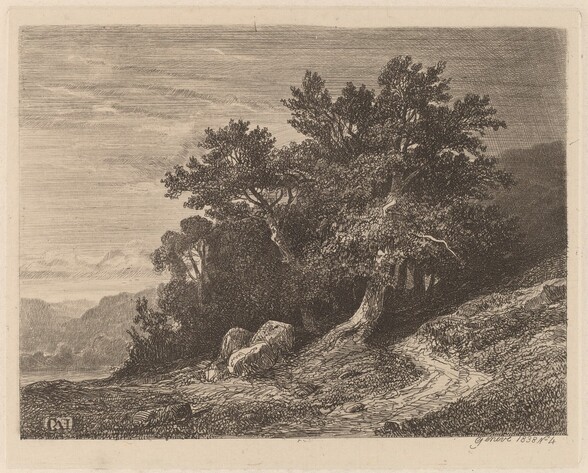 Ancient Trees on a Hillside